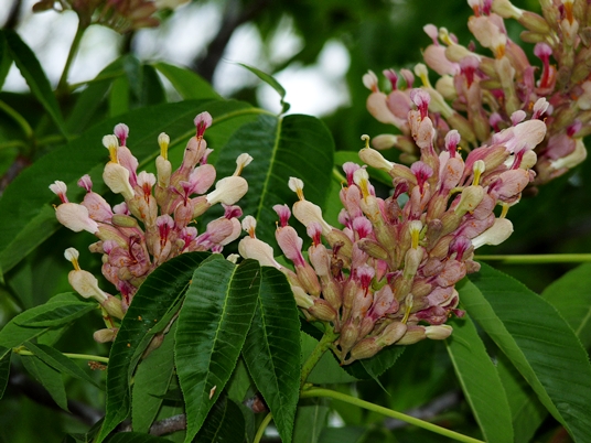 {Aesculus pavia x A. flava}